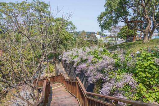 嘉義粉紫色小天地！溪東公園「麝香木」花海等你來打卡！