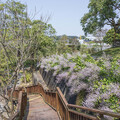 嘉義粉紫色小天地！溪東公園「麝香木」花海等你來打卡！