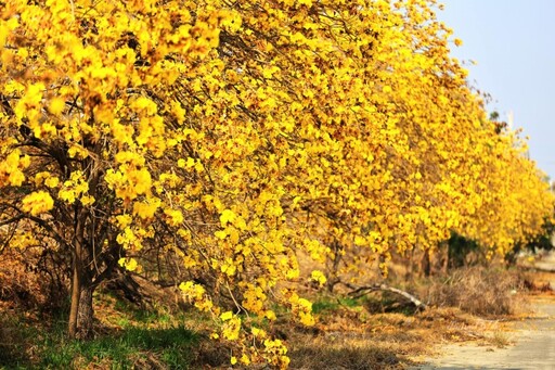 雲林土庫大橋祕境大爆發！黃花風鈴木盛開 金黃花海奇蹟降臨