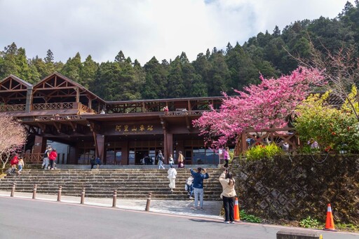 阿里山車站櫻花綻放！粉色浪漫站前盛開 化身絕美打卡點！