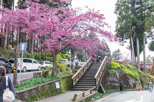 阿里山車站櫻花綻放！粉色浪漫站前盛開 化身絕美打卡點！