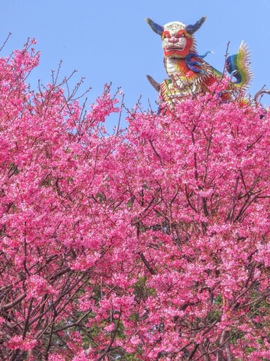 拜拜兼賞花！新北竹林山觀音寺櫻花盛開 古剎x粉櫻美翻天！