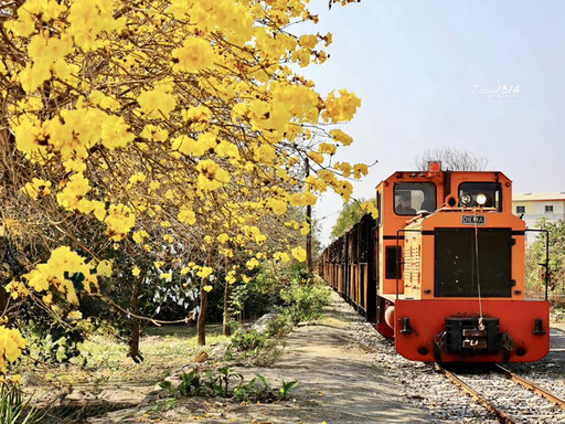 金黃花海與五分車相遇！虎尾建國眷村旁黃花風鈴木盛開中！