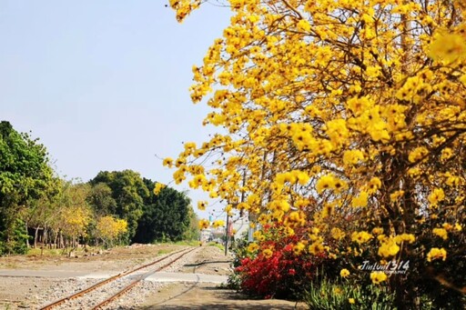 金黃花海與五分車相遇！虎尾建國眷村旁黃花風鈴木盛開中！