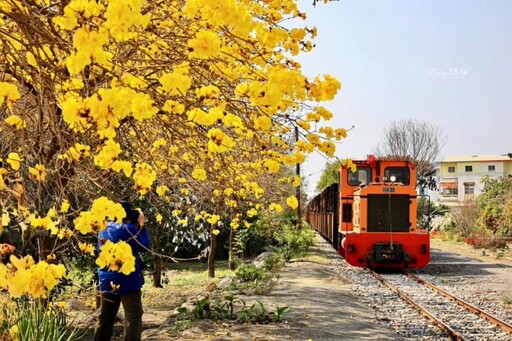 金黃花海與五分車相遇！虎尾建國眷村旁黃花風鈴木盛開中！