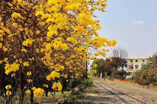 金黃花海與五分車相遇！虎尾建國眷村旁黃花風鈴木盛開中！