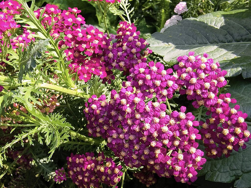 藏身田尾秘境花園！奇異花卉滿園盛開 獨家英式花園超驚豔