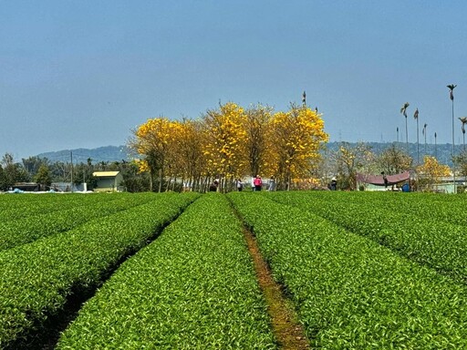 3月限定！黃花風鈴木x茶園美景 南投最夯賞花打卡點！