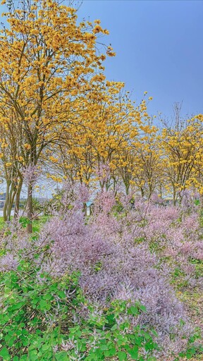 3月限定！黃花風鈴木x茶園美景 南投最夯賞花打卡點！