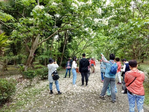 「吉安桐花祭」4月繁花盛開！漫遊、騎行體會桐韻飄香客庄行