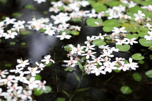 「吉安桐花祭」4月繁花盛開！漫遊、騎行體會桐韻飄香客庄行