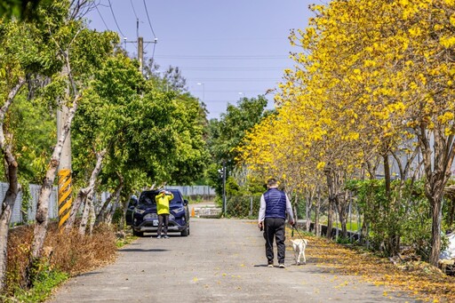 南投賞花秘境！黃花風鈴木x翠綠稻田 草屯石川路美翻天！