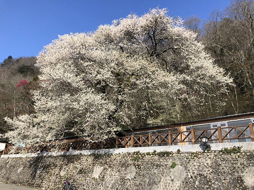 台版雪櫻奇景！泰安「霧社櫻王」盛開 花開如雪超唯美！