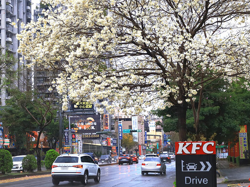 台中驚現「白色奇蹟」！五權西路稀有白花風鈴木夢幻綻放！