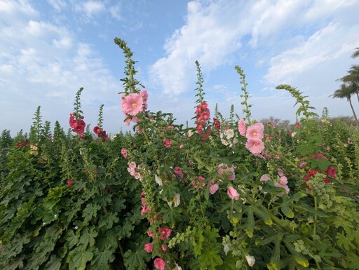 2025學甲蜀葵花文化節│花海、藝術、手作 帶你玩轉春日花季