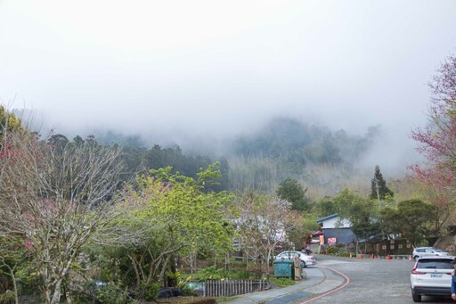 嘉義賞櫻秘境│櫻花x音樂x春日浪漫 頂湖生態園區等你來訪