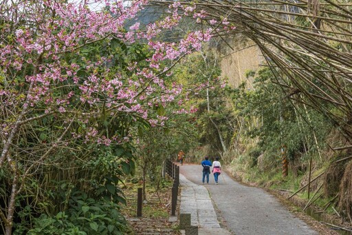 嘉義賞櫻秘境│櫻花x音樂x春日浪漫 頂湖生態園區等你來訪