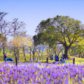 后里變身薰衣草天堂！環保公園化身紫色仙境 夢幻花海美翻天