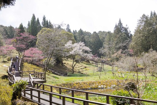 阿里山櫻花季懶人包！絕美粉色花海綻放 人氣景點一次收！