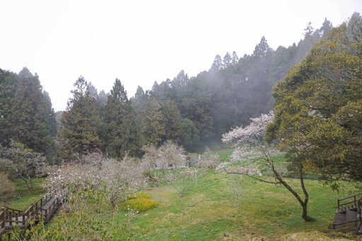 阿里山櫻花季懶人包！絕美粉色花海綻放 人氣景點一次收！