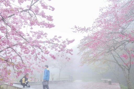 阿里山賞櫻秘境曝光！梅園阿里山詩路步道 霧氣籠罩超有仙氣