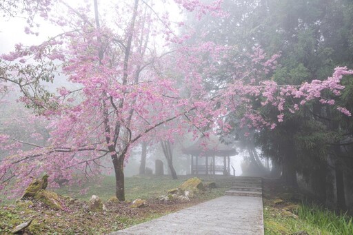 阿里山賞櫻秘境曝光！梅園阿里山詩路步道 霧氣籠罩超有仙氣