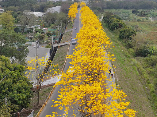 嘉義絕美黃花風鈴木盛開！"嘉邑慈玄宮"金色大道夢幻來襲！