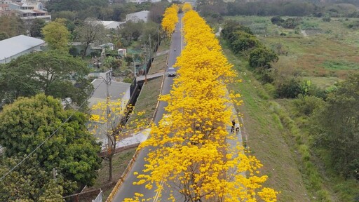 嘉義絕美黃花風鈴木盛開！"嘉邑慈玄宮"金色大道夢幻來襲！