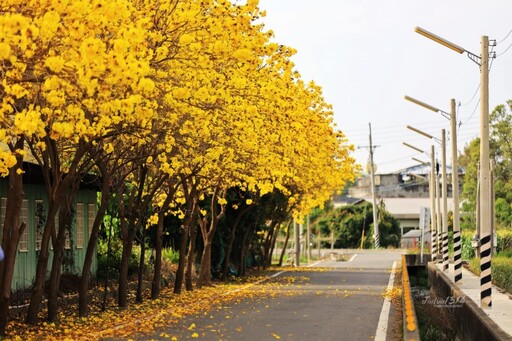 春日限定熱點！虎尾安溪里黃花街道曝光 隨手拍都氛圍感滿滿