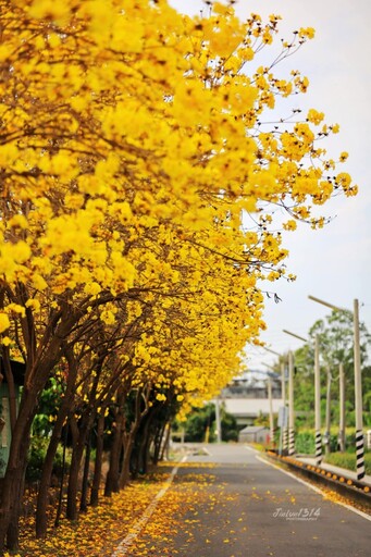 春日限定熱點！虎尾安溪里黃花街道曝光 隨手拍都氛圍感滿滿