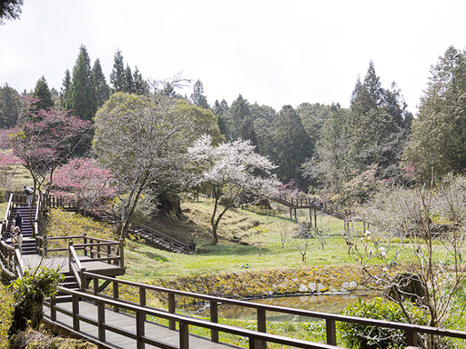 阿里山賞櫻新選擇！白木蘭與霧社櫻盛開 木蘭園雙花一次收！