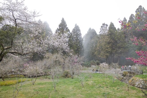 阿里山賞櫻新選擇！白木蘭與霧社櫻盛開 木蘭園雙花一次收！