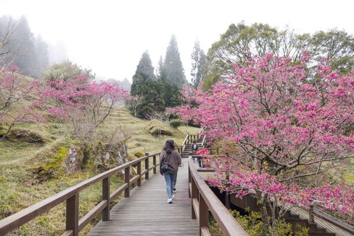 阿里山賞櫻新選擇！白木蘭與霧社櫻盛開 木蘭園雙花一次收！