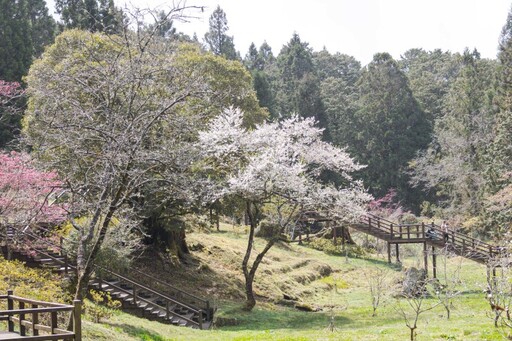 阿里山賞櫻新選擇！白木蘭與霧社櫻盛開 木蘭園雙花一次收！