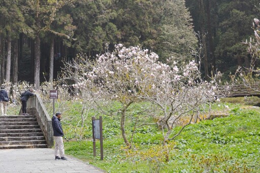 阿里山賞櫻新選擇！白木蘭與霧社櫻盛開 木蘭園雙花一次收！