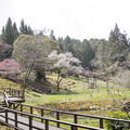 阿里山賞櫻新選擇！白木蘭與霧社櫻盛開 木蘭園雙花一次收！