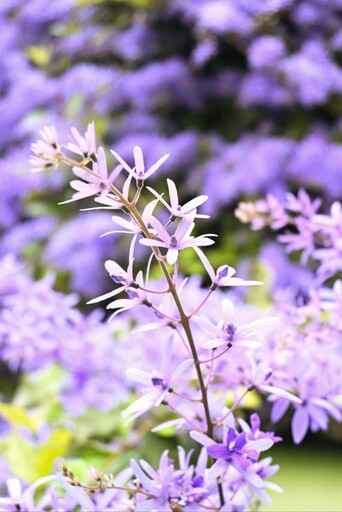 雲林最浪漫紫色花海！他里霧文化園區"許願藤"現正滿開中！