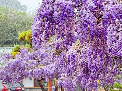 竹崎浪漫紫色童話登場！長青居民宿「紫藤花」瀑美到不像話