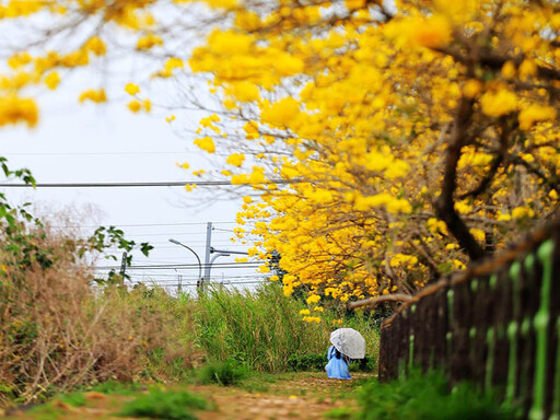 期間限定！斗南「溫磘宮」黃花風鈴木盛開 夢幻打卡熱點！