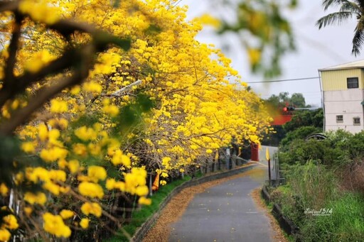 期間限定！斗南「溫磘宮」黃花風鈴木盛開 夢幻打卡熱點！