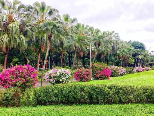 夢幻春日景象！台北介壽公園「杜鵑花開」 追花客必朝聖！