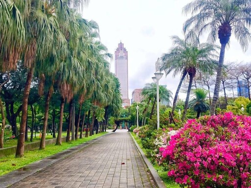 夢幻春日景象！台北介壽公園「杜鵑花開」 追花客必朝聖！