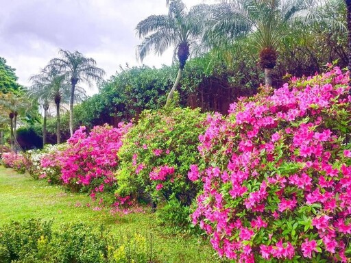 夢幻春日景象！台北介壽公園「杜鵑花開」 追花客必朝聖！