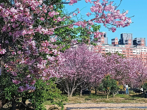 不輸大景點！桃園寶慶路櫻花巷綻放春日美景 等你來發現！