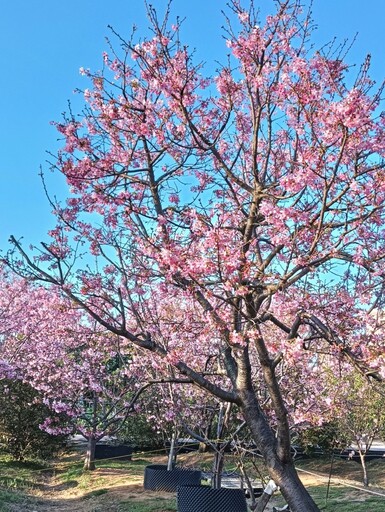 不輸大景點！桃園寶慶路櫻花巷綻放春日美景 等你來發現！