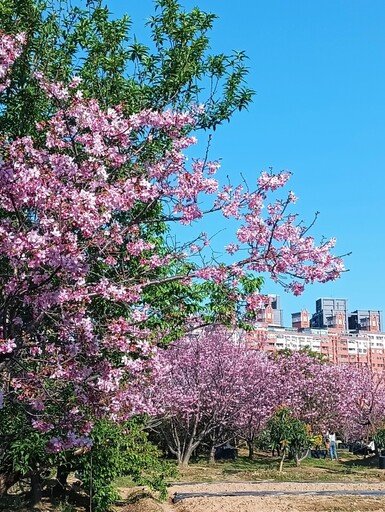 不輸大景點！桃園寶慶路櫻花巷綻放春日美景 等你來發現！