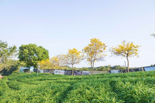 賞花新發現！彰化虎山巖黃花風鈴木盛開 春日秘境大曝光！