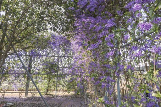 秒飛童話世界！芬園最夢幻庭園咖啡館 紫色隧道視覺震撼！