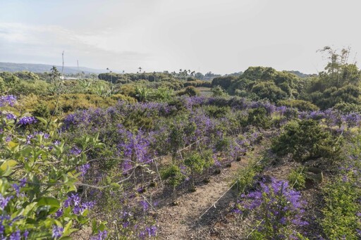 秒飛童話世界！芬園最夢幻庭園咖啡館 紫色隧道視覺震撼！