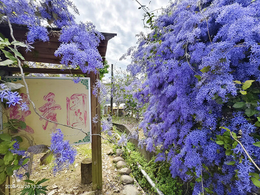 台南必訪紫色瀑布！玉井雙秀園錫葉藤花海全開 拍照打卡必去